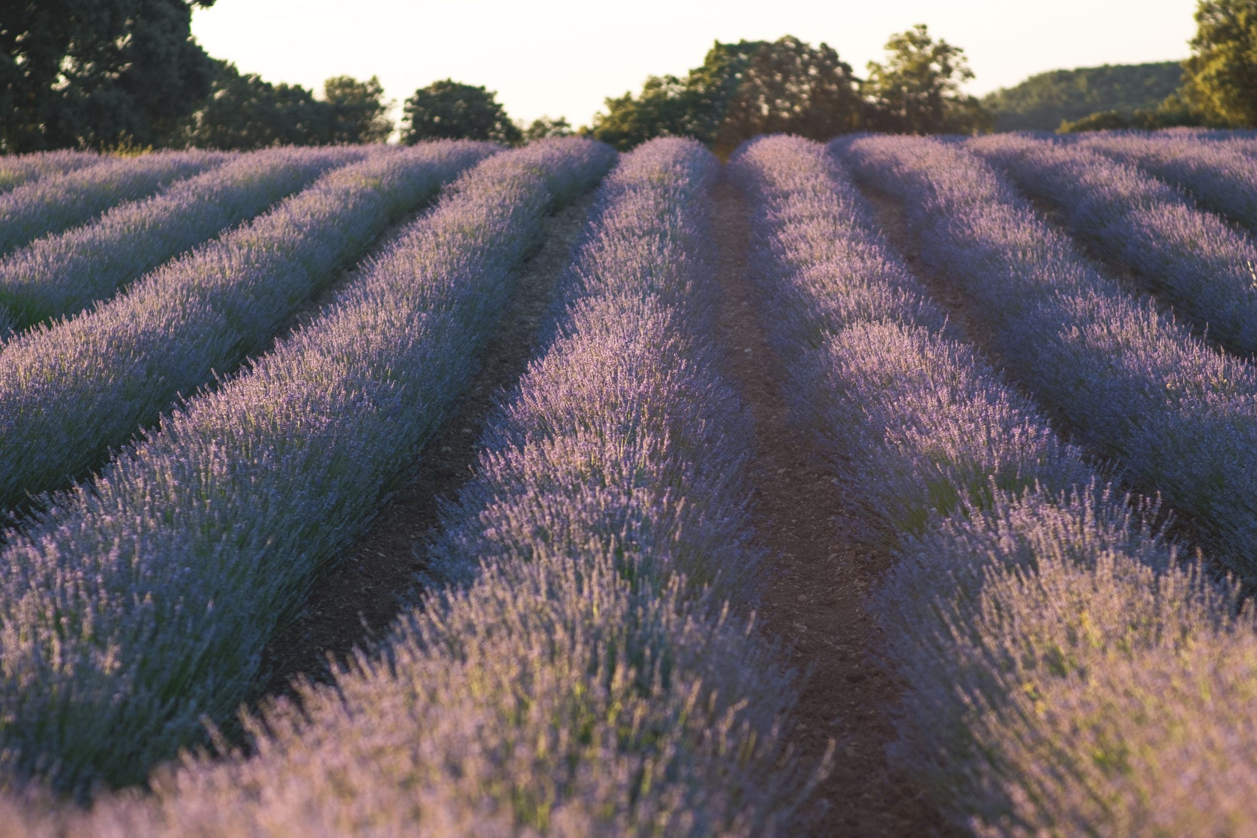 Lavender field at sunset