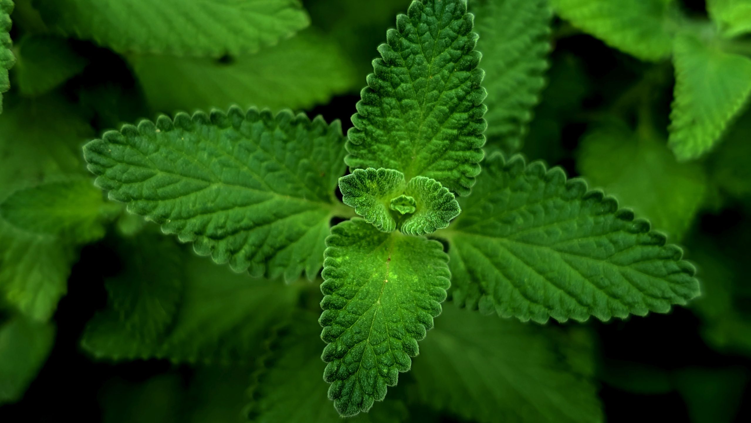 Medicinal mint leaves close-up