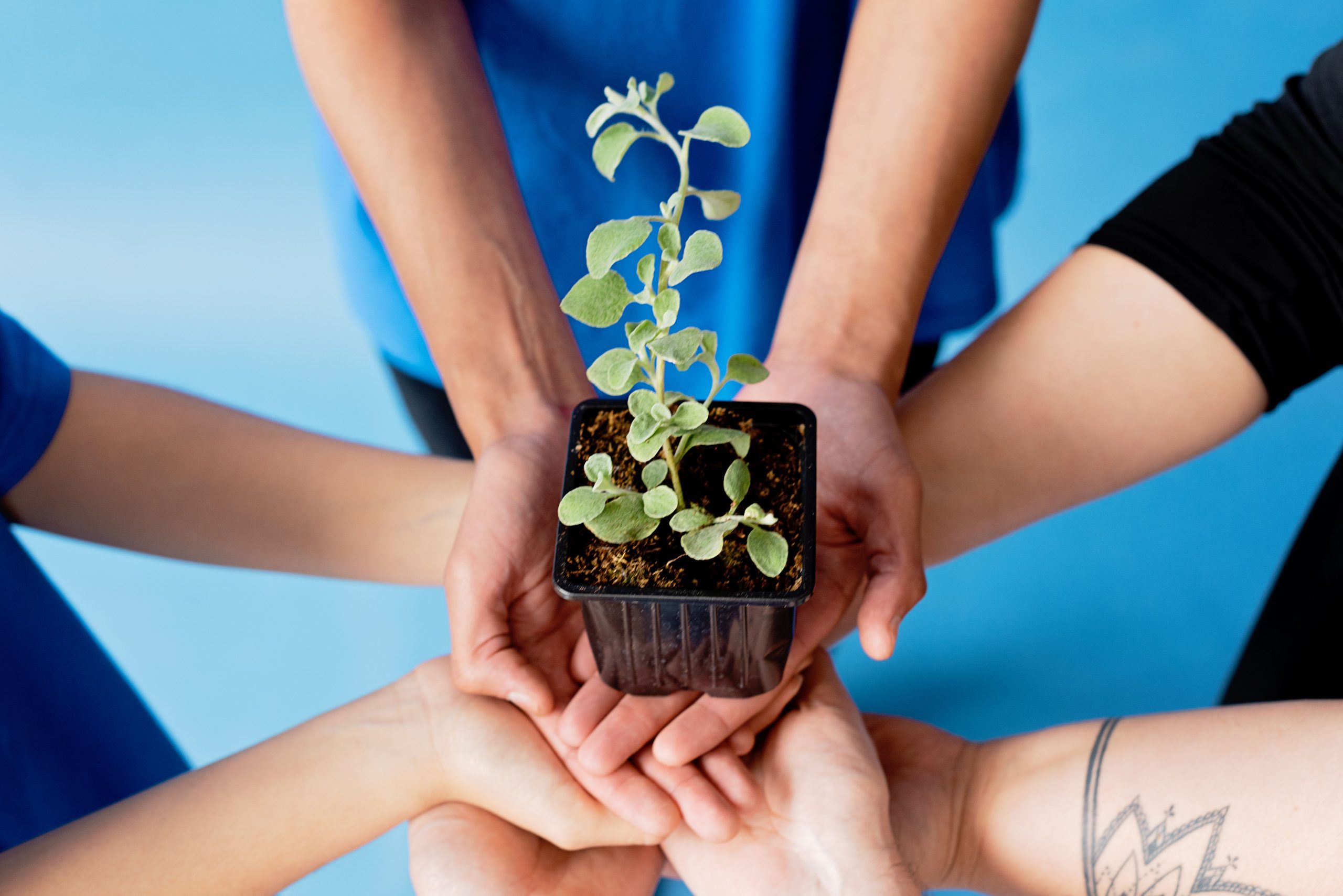 planting medicinal herbs in a garden from scratch