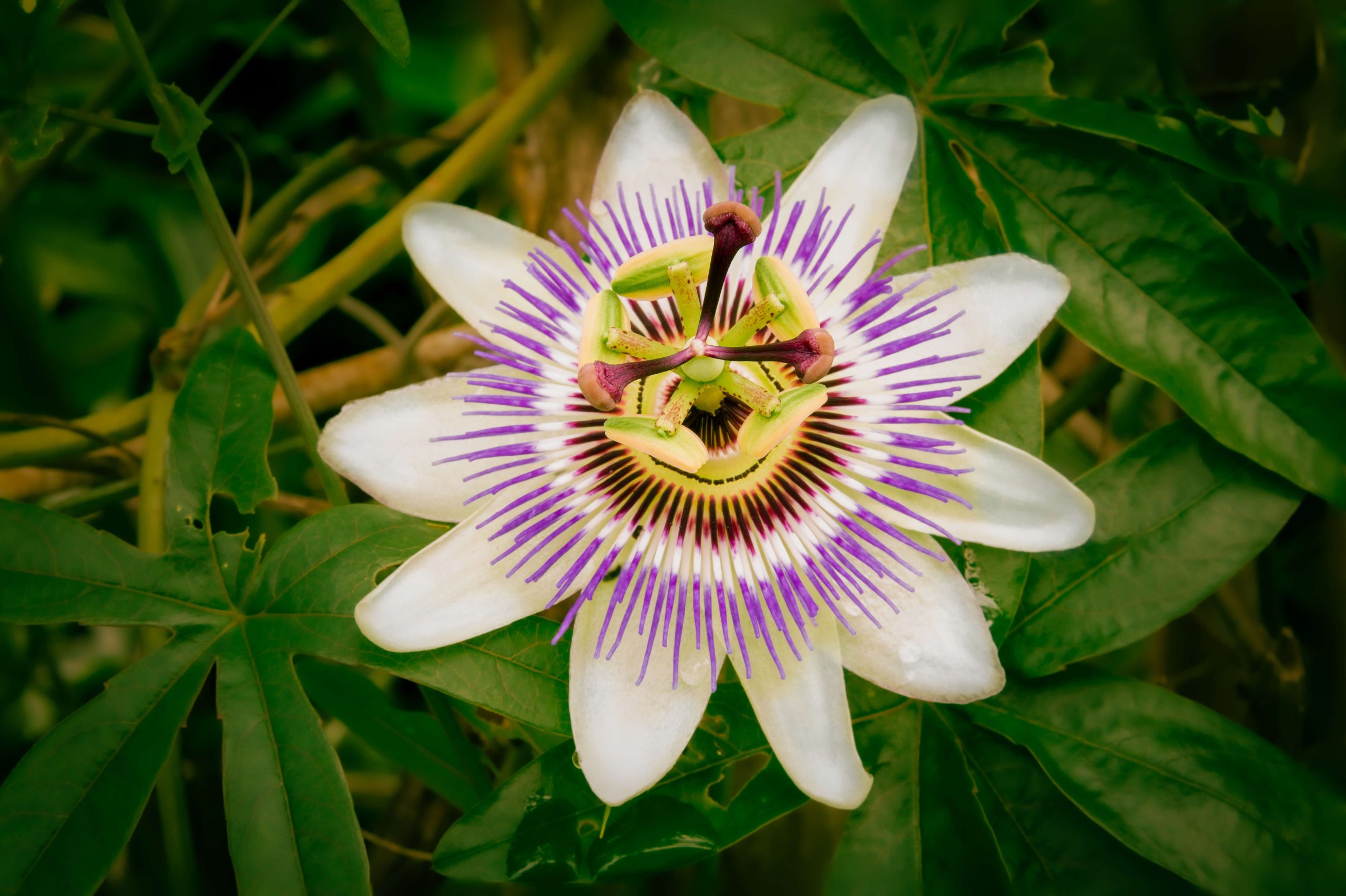Passionflower — medicinal plant for anxiety relief