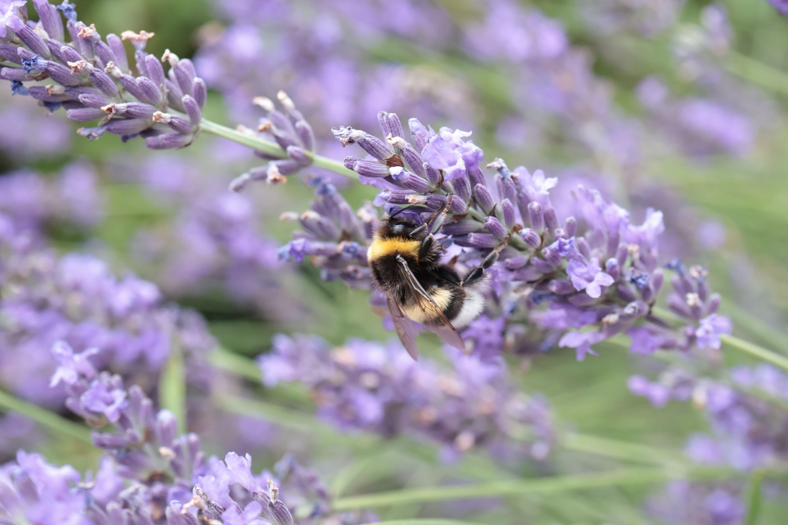 Lavender plant — natural stress and anxiety relief