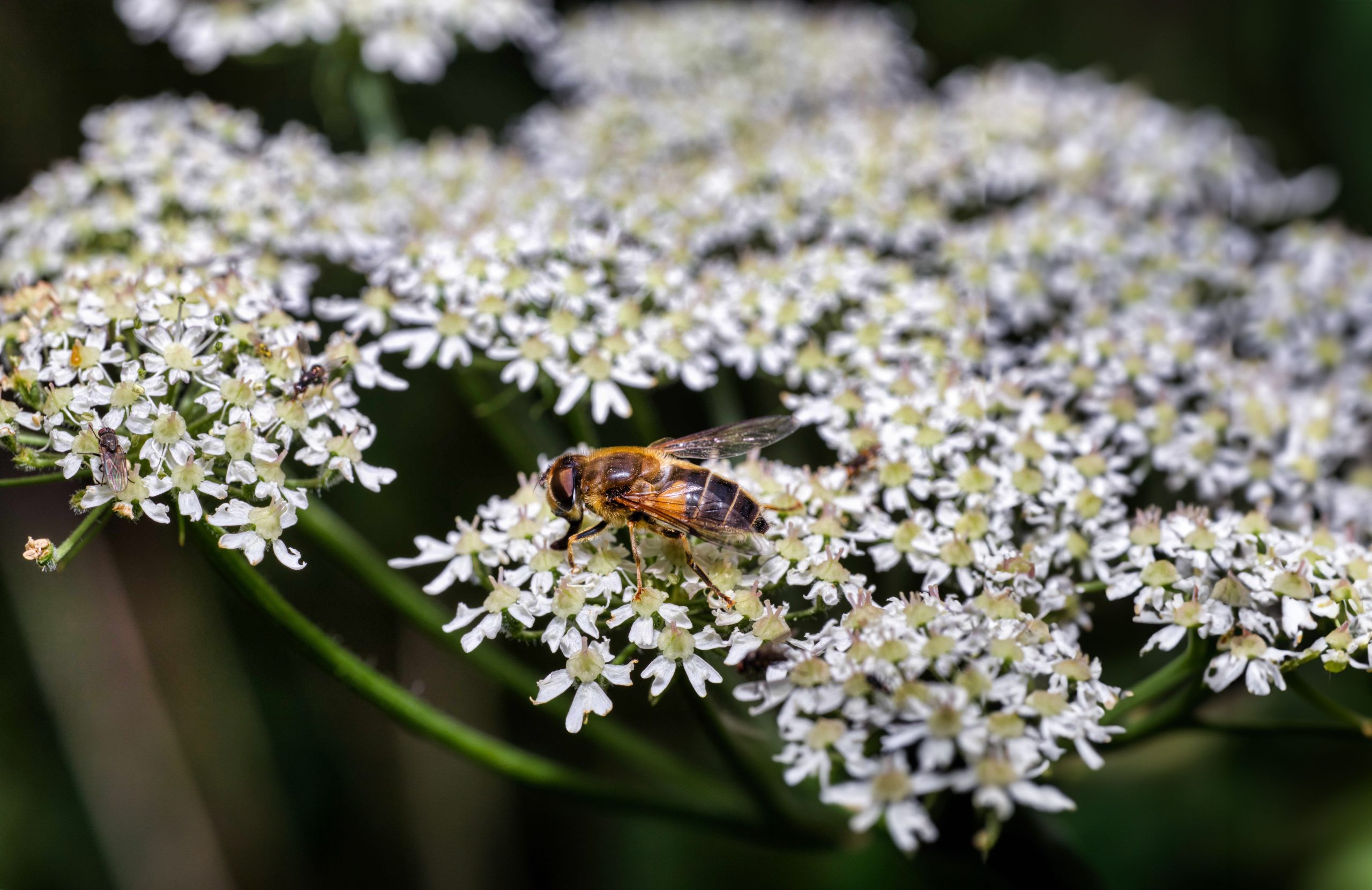 Valerian root plant — natural remedy for insomnia