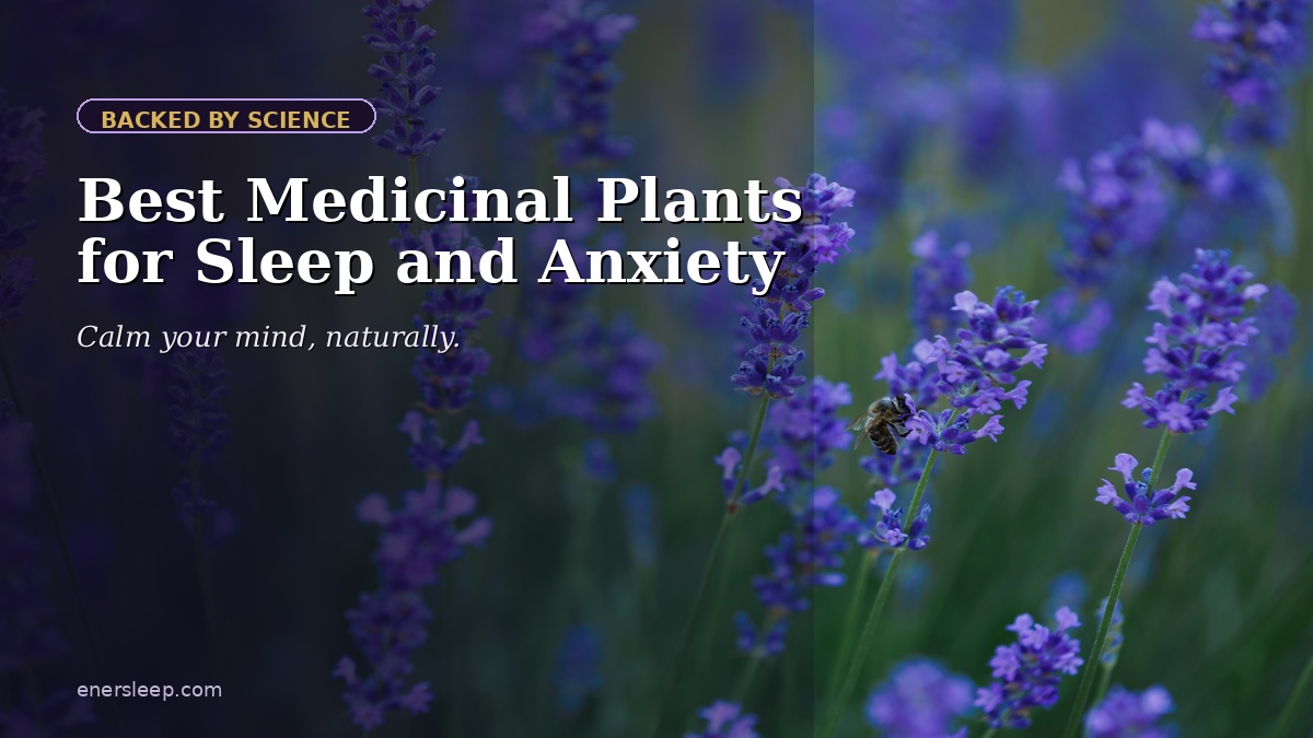 Chamomile flowers — best medicinal plant for sleep and anxiety
