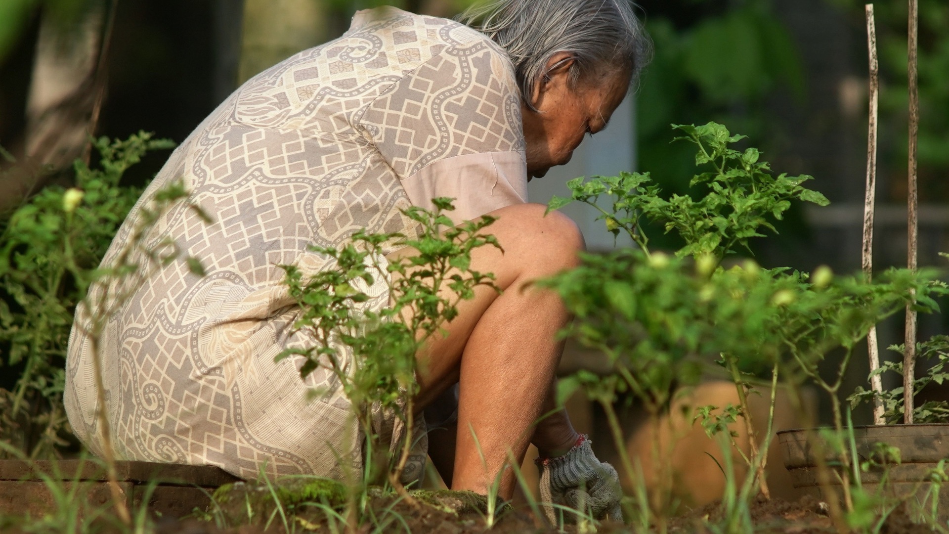 Elderly woman tending her medicinal herb garden